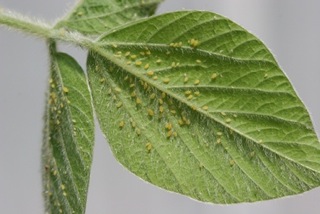 Photo 1. Turn over soybean leaves to estimate soybean aphid density.