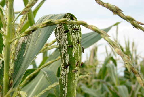 Mutant Corn Could Yield New Ways To Curb Rootworm