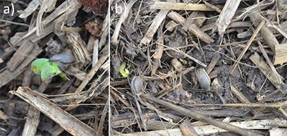Figure 2. Recent slug damage in soybean showing a) cotyledon feeding and b) plant clipping. Photos by Brian Lang, Iowa State University. 