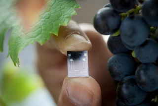 Vinay Pagay holds a "lab on a chip" that measures moisture levels in soil and can be embedded in plant stems for accurate information on water stress. The researchers hope to mass produce the chips for as little as $5 each.