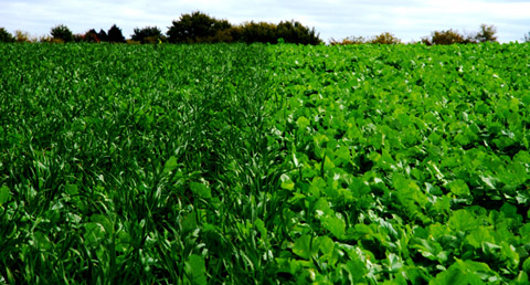 Both tillage radish with oats (left) and tillage radish alone provided excellent  canopy to prevent weeds and soil erosion in these strips.