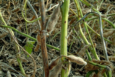 Figure 1. Green Stem Syndrome. Used with permission, Laboratory for Soybean Disease Research, University of Illinois.