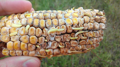 Hail-damaged corn in central Nebraska may be sprouting due to a disruption of normal growth hormones.