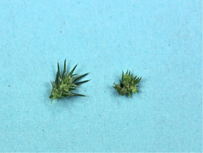 Identifying waterhemp and Palmer amaranth