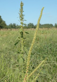 photo taken by W. Curran at Georgetown Delaware. Pigweed foreground is Palmer amaranth flower, while pigweed in rear is redroot pigweed. 