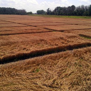Photo: Wheat lodging; note the untreated plots in the foreground.