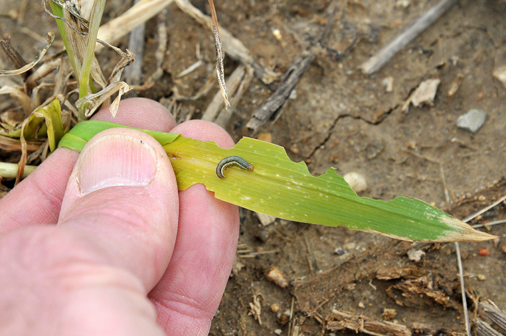 Small armyworm on damaged leaf.
