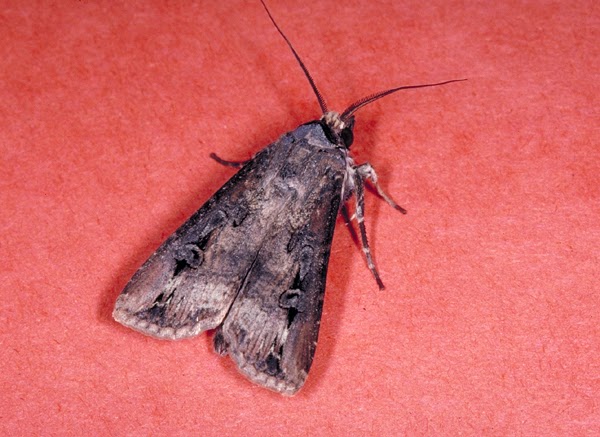 Fig. 1. Black cutworm moth.