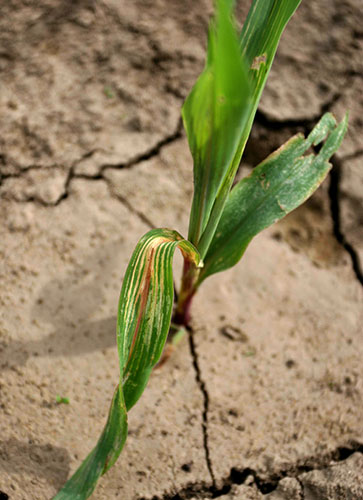 Figure 1. Fomesafen carryover on corn leaves appears as a clearing of the veins, known as veinal chlorosis.