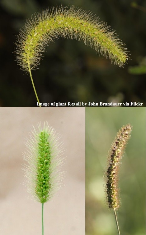 Figure 1. The seed heads of giant (top), green (lower left), and yellow (lower right) foxtails. The giant foxtail seed head drops while the seed heads of the green and yellow.