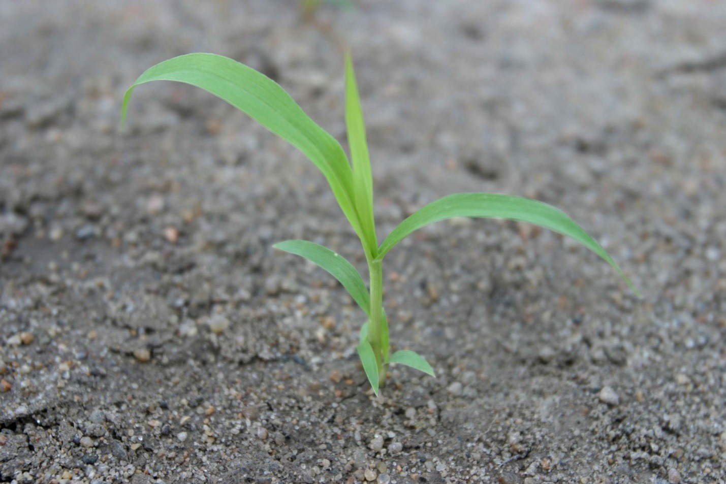 Figure 4. Foxtail seedlings, like the one pictured, are emerging in fields throughout Missouri.