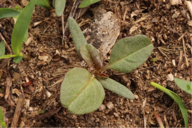 Image 1. Two-leaf Palmer amaranth