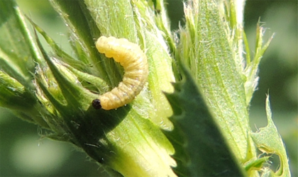 Above: Alfalfa weevil larva. Photo by: Anitha Chirumamilla, SDSU