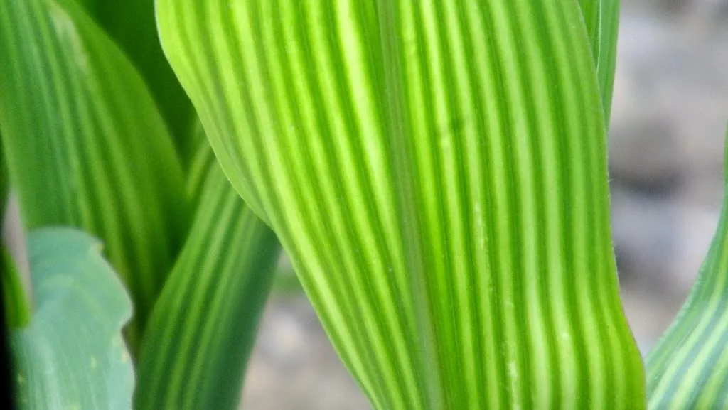 Striping on Corn Leaves