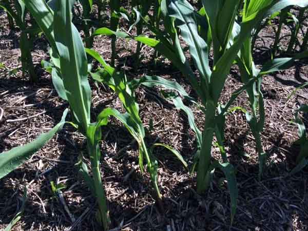 Figure 1. Corn showing effects of wind damage, “green snap,” early during the vegetative period. Photo by Ignacio Ciampitti, K-State Research and Extension.