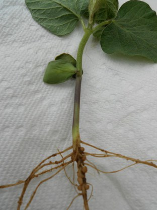 V1 soybean collected 6/9/14 with good nodulation on taproot.
