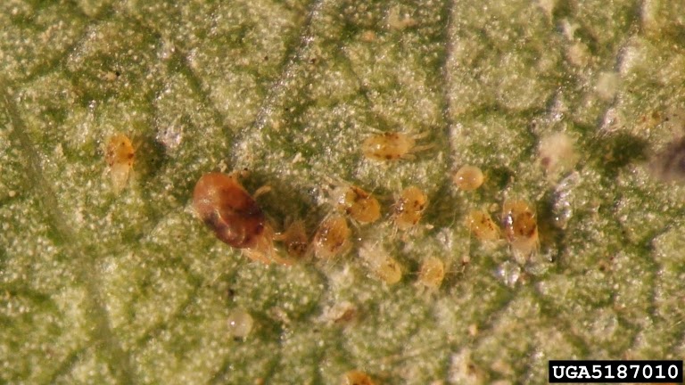 Figure 1. Twospotted spider mite on Soybean