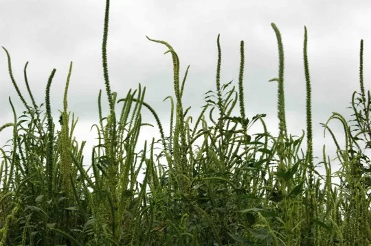 Palmer amaranth inflorescences.