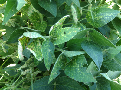 Foliar symptoms of Sudden Death Syndrome this August in the Elkhorn River Valley. Variety selection is one of the key steps to managing this disease.