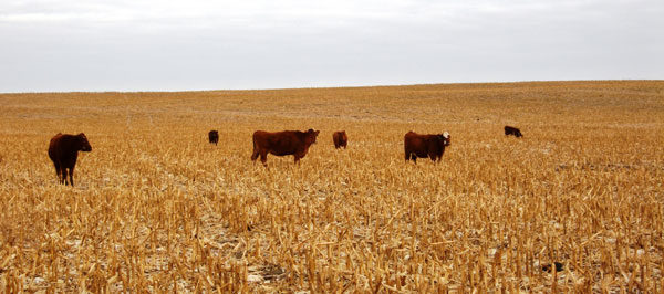 Considerations For Grazing Corn Residue
