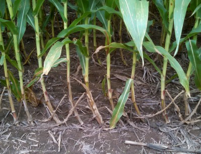Goosenecked corn stalks