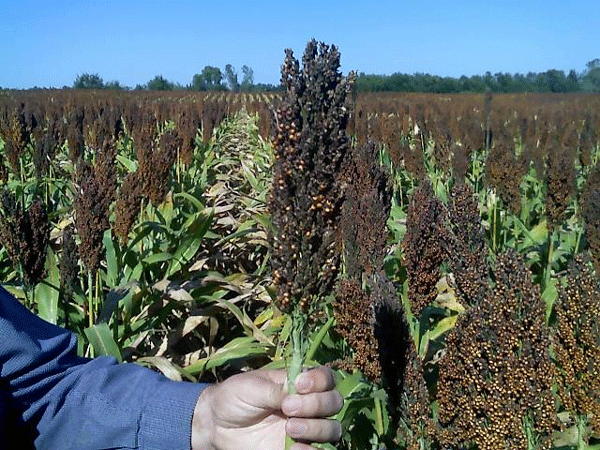 Head mold in grain sorghum. Photo courtesy of Doug Jardine, K-State Research and Extension.