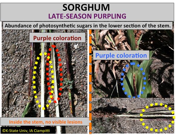 Reddish-purple sorghum plants during the grain-filling period. Photo by Ignacio A. Ciampitti, K-State Research and Extension.