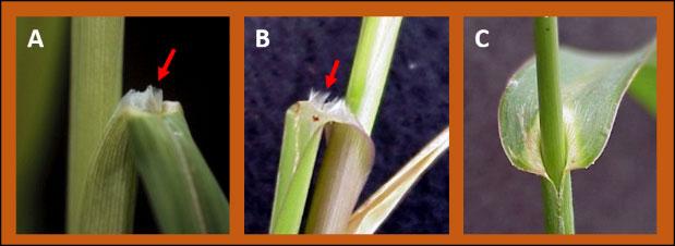 The ligules on Johnsongrass leaves (A) are membranous, while the ligules on Fall Panicum leaves (B) are a fringe of hairs. Barnyardgrass (C) lacks ligules.