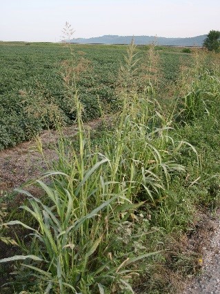 Johnsongrass growing in the perimeter of a soybean field.
