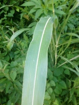 A mature Johnsongrass leaf has a prominent, white, midvein.