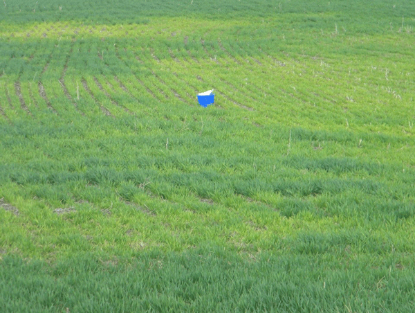 Sulfur deficiency in wheat. Photo by Dave Mengel.