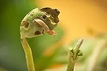 Slugs are among the most challenging pests faced by Mid-Atlantic no-till growers.