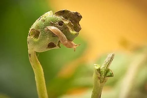 Slugs are among the most challenging pests faced by Mid-Atlantic no-till growers.