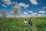 conservation agriculture