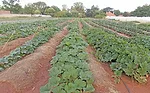 no-till vegetables