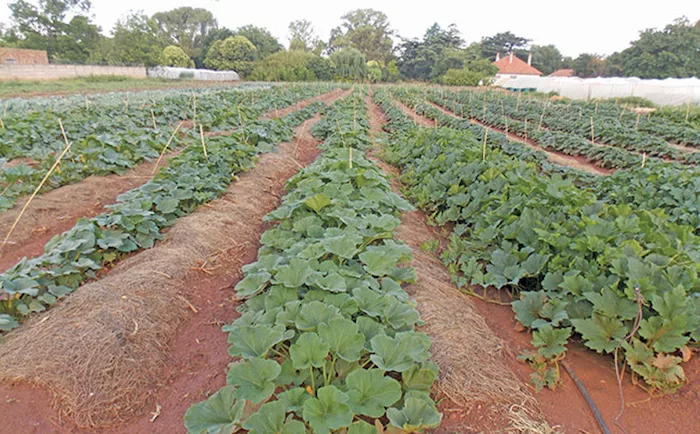 no-till vegetables