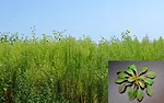 Marestail