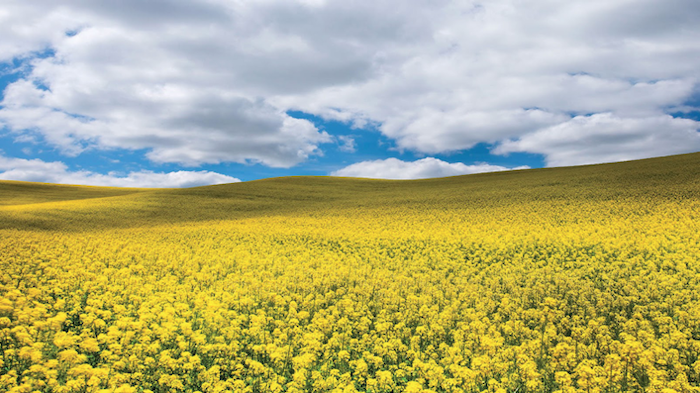 canola-field.png