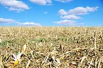 Soil Biology