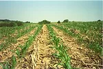 Soil Biology