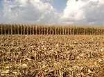 corn residue