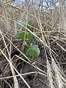 winter rye dry bean.jpg
